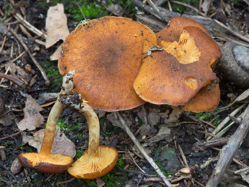 Gymnopilus sapineus